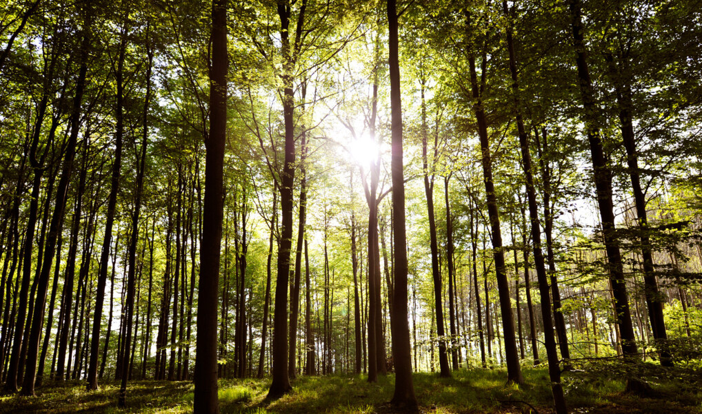 Solen bryder gennem trækronerne i en luftig sommerskov