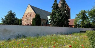 Den 900-år gamle Tårnby Kirke er gemt bag høje træer. I forgrunden en flot, vild blomstereng