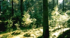 En lysning i skoven Almindingen på Bornholm
