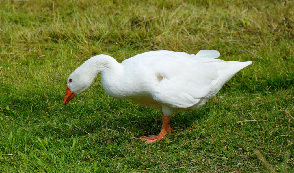 En hvid gås på en grøn mark